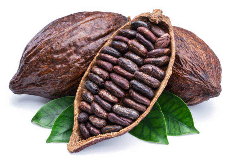 The Cacao is fruit